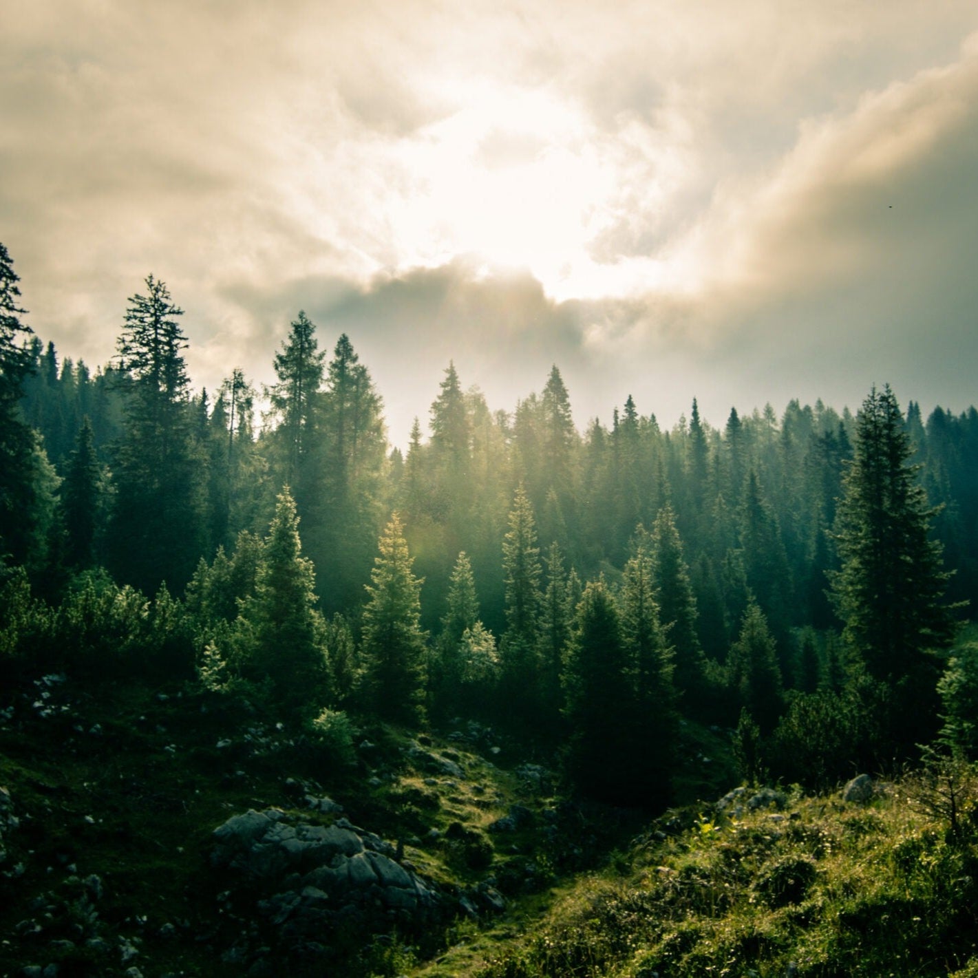 skog